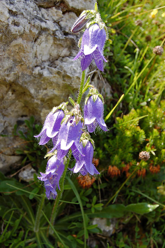 Campanula barbata / Campanula pelosa